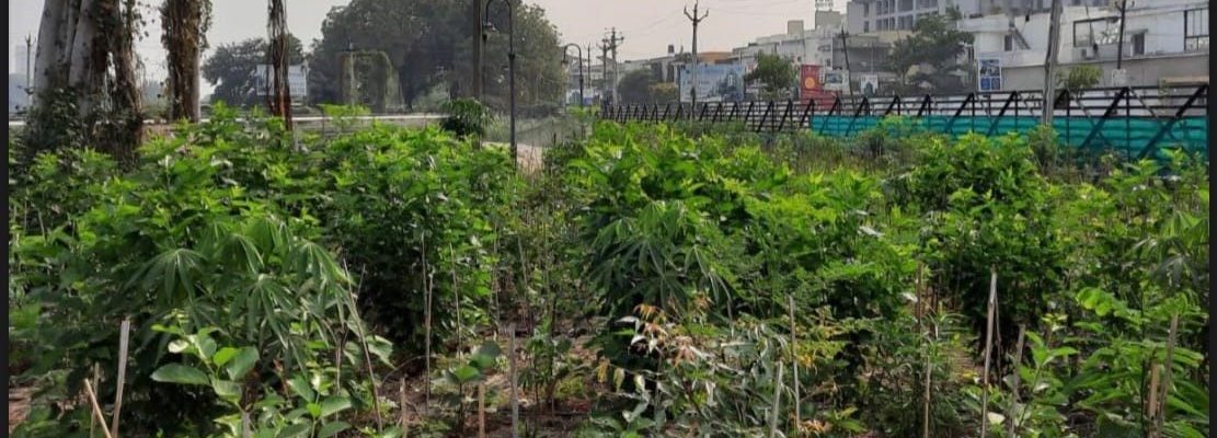 Urban Forest Developed Using Miyawaki Technique in Vadodara – ICLEI ...