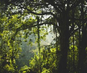 Development-of-Thanes-Peoples-Biodiversity-Register-is-Underway