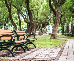 Park,,A,Chair,In,The,Park,,Relaxing,,Banyan,Trees,On
